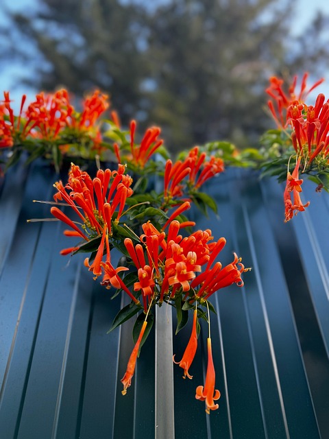 Free Flamevine Flowers photo and picture