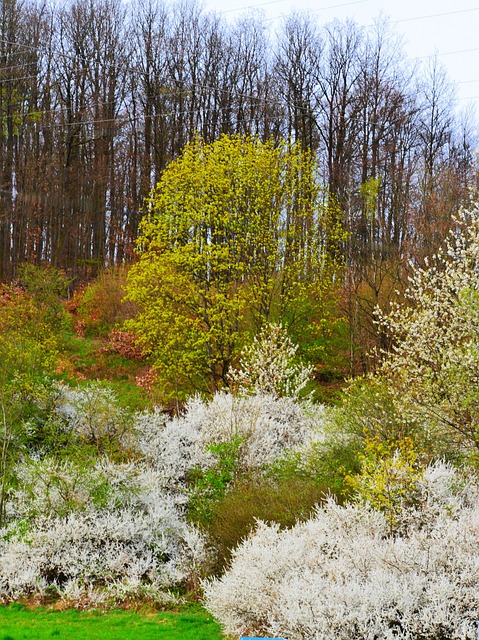 Free Nature Forest photo and picture