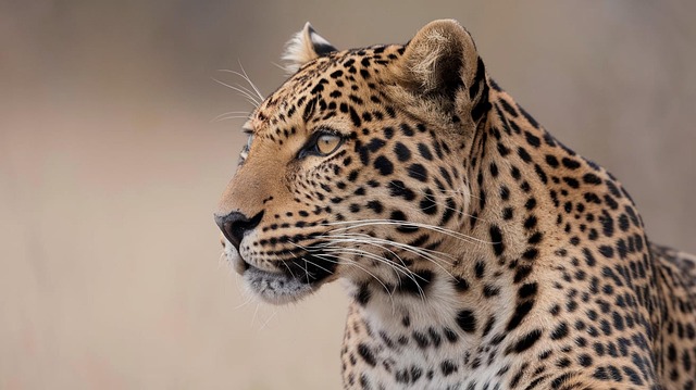 Free leopard jaguar cheetah illustration