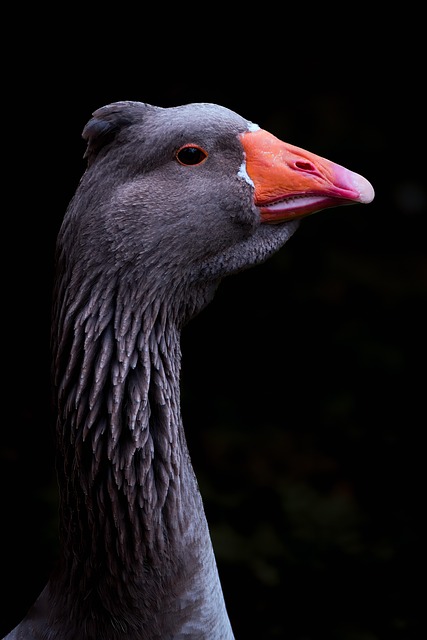 Free Birds Goose photo and picture