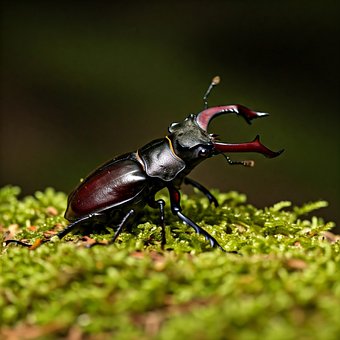 Free Beetle Insect photo and picture