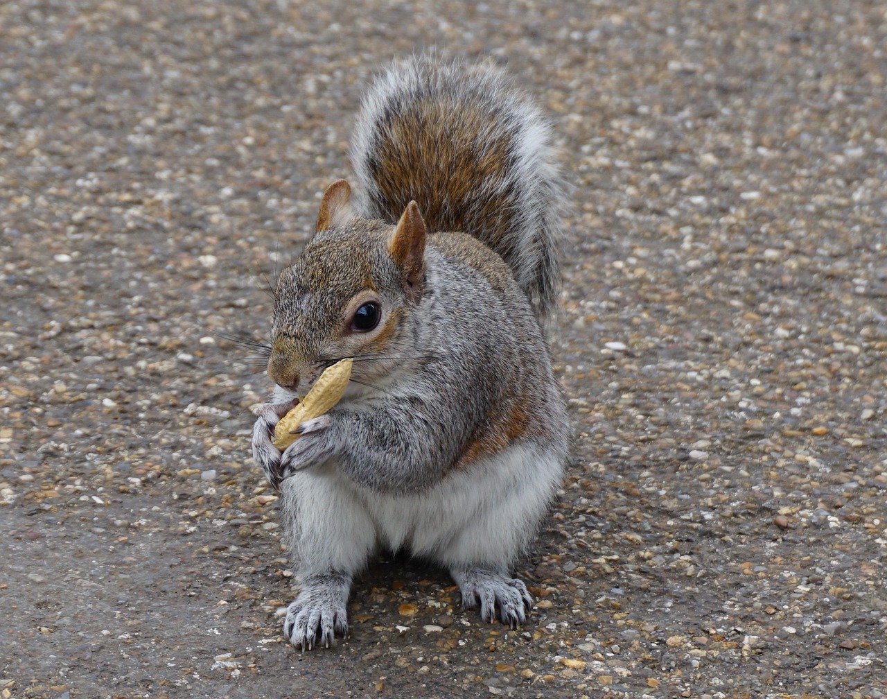 squirrel-9340807_1280.jpg