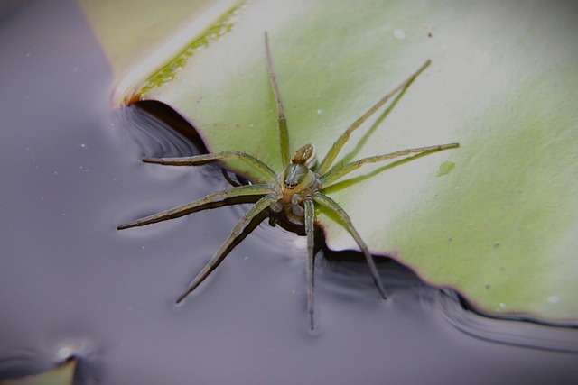 Edderkop, Arachnid, Insekt, Natur