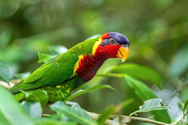 Free Kuranda Australia photo and picture