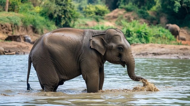 Free elephant wildlife to bathe illustration
