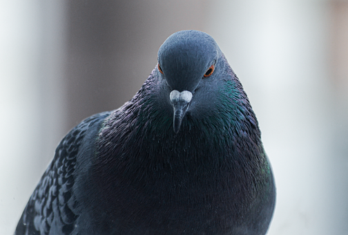 Free Bird Pigeon photo and picture