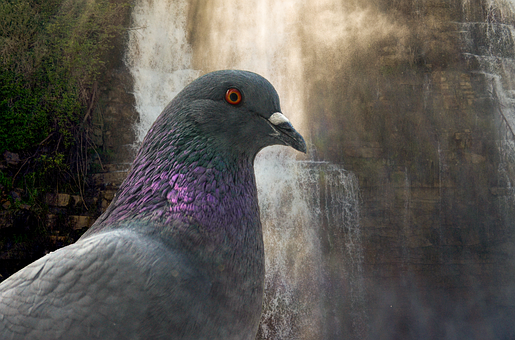 Free Pigeon Bird illustration and picture