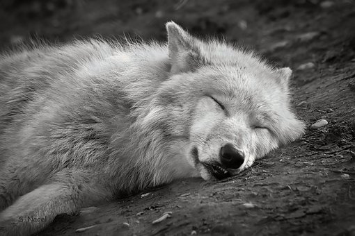 Free Wolf Arctic Wolf photo and picture