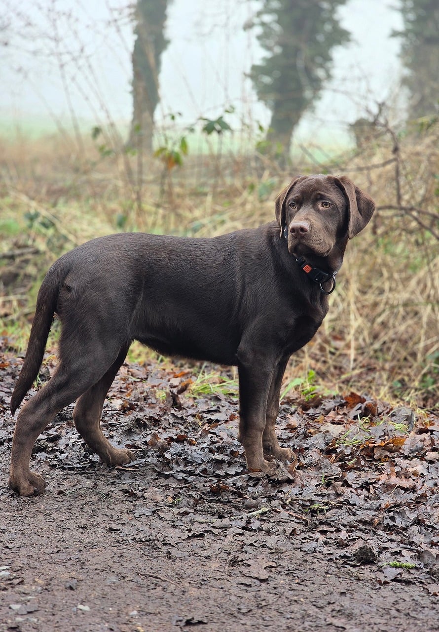 Labrador Puppy Dog Domestic - Free photo on Pixabay