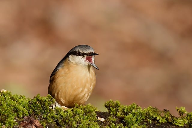 Free Nuthatch Bird photo and picture