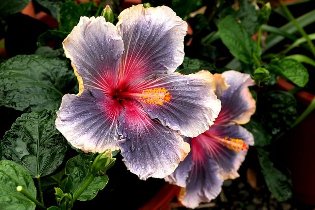Free Hibiscus Flower photo and picture