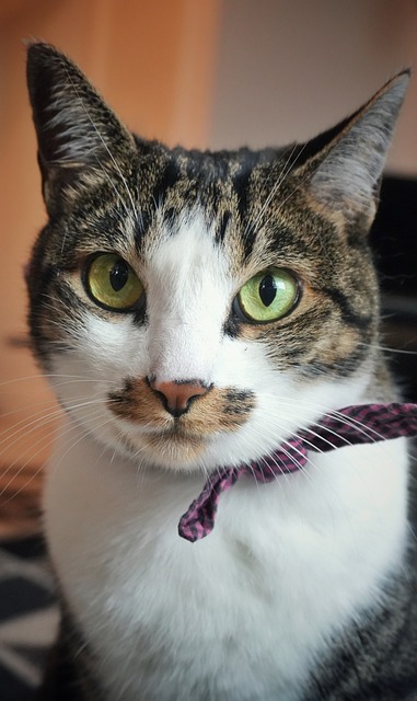 Free Cat Pet photo and picture