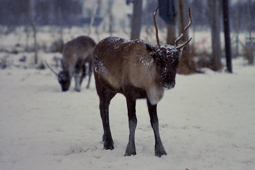 Free Reindeer Nature photo and picture