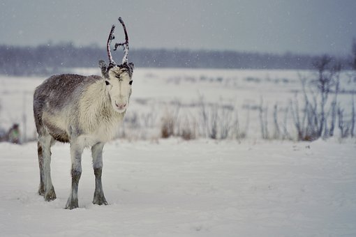 Free Animal Mammal photo and picture