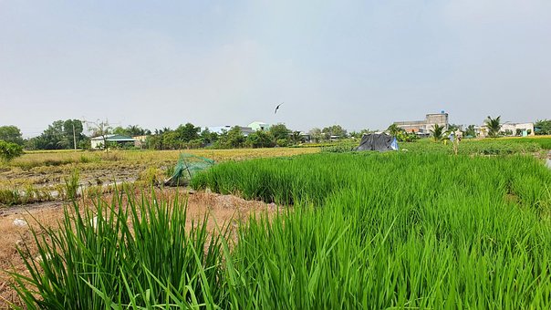 Free Miền Quê Đồng Lúa photo and picture
