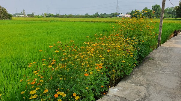 Free Hoa Quê Hoa Cỏ photo and picture