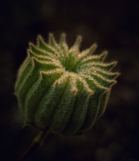 Planta, Natureza, Manhã, Pôr Do Sol