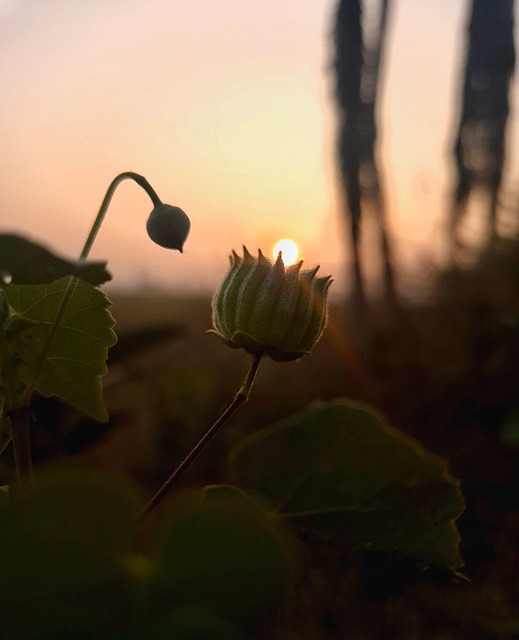 Nascer Do Sol, Natureza, Planta, Folhas
