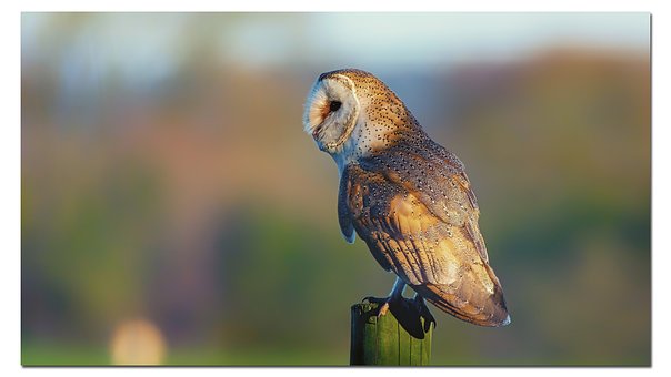 Free Barn Owl Owl photo and picture