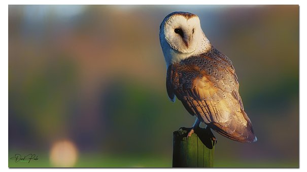 Free Owl Barn Owl photo and picture
