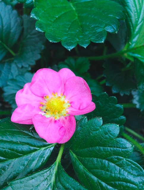 Rosa, Blume, Frühling, Sommer, Erdbeere