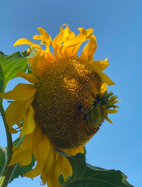 Groß, Sonnenblume, Natur, Blume