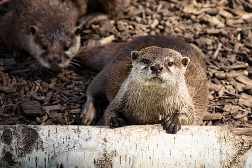 Free Otter Cub photo and picture
