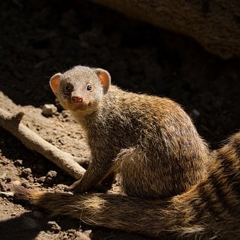 Free Zebra Mongoose Animal photo and picture