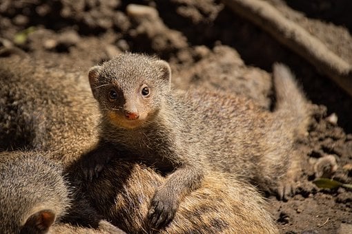 Free Zebra Mongoose Animal photo and picture