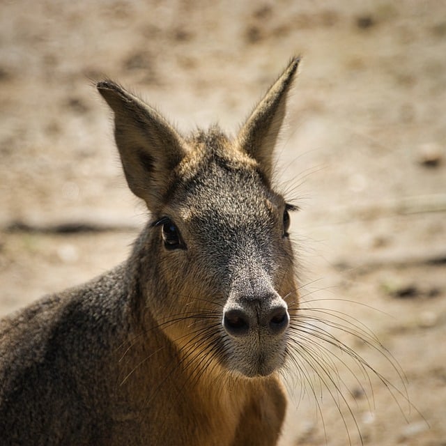 Free Big Pampas Bunny Pampashase photo and picture