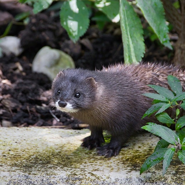 Free European Mink Mink photo and picture