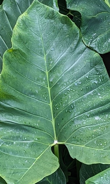 Taro, Blad, Groente, Plantaardige