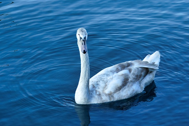 Free Bird Ornithology photo and picture