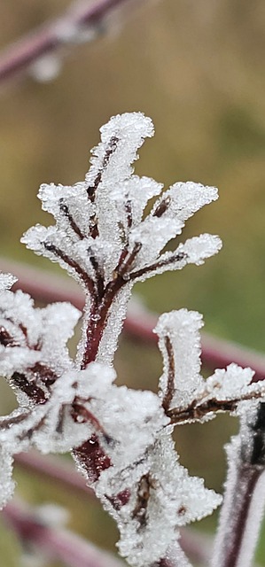 Frio, Panorama, Congeladas
