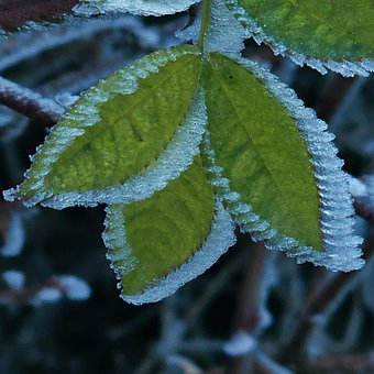 Inverno, Natureza, Neve, Geada