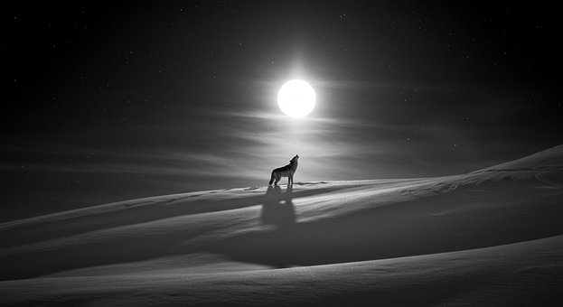 Free Howling Wolf Wolf photo and picture