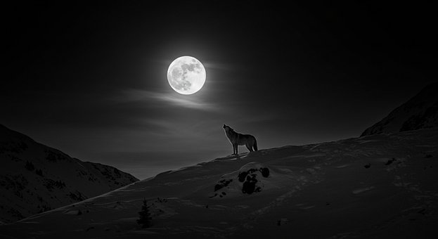Free Howling Wolf Wolf photo and picture