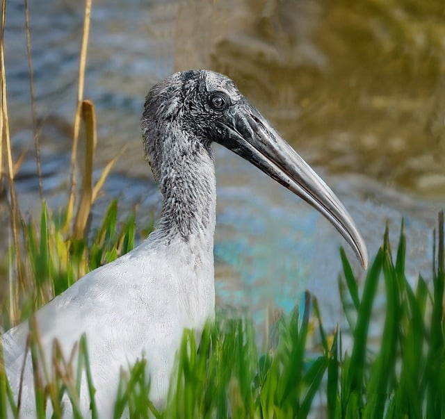 Vogel, Storch, Vogelkunde, Spezies