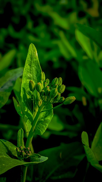 Free Leaves Plant photo and picture