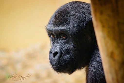 Free Gorilla Cub photo and picture