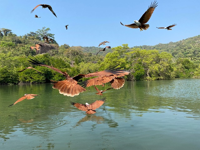 Adler, Vogel, Natur, Vogelkunde, Indien