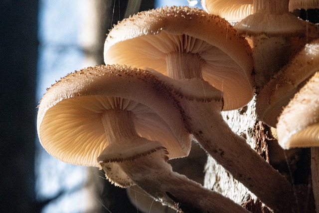 Sopp, Skog, Falle, Makro