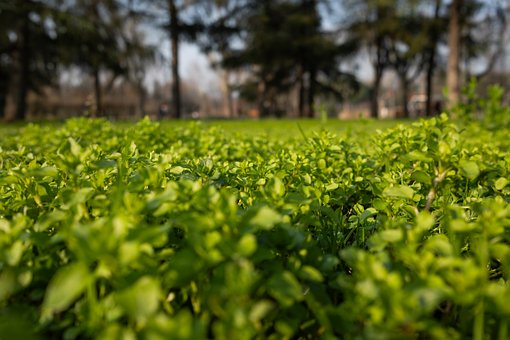 Free Green Grass Field photo and picture