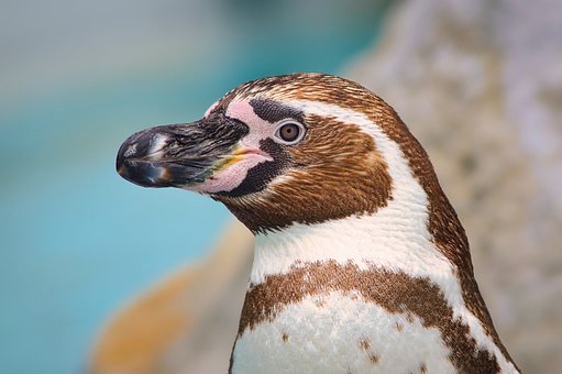 Free Penguin Bird photo and picture