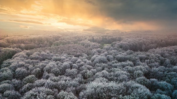 Winter, Winters, Rijp, Koud, Bomen, Woud