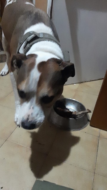 Hund, Haustier, Tier, Hund, Schnauze