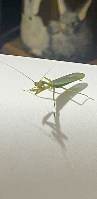 Gottesanbeterin, Insekt, Grün, Mantodea