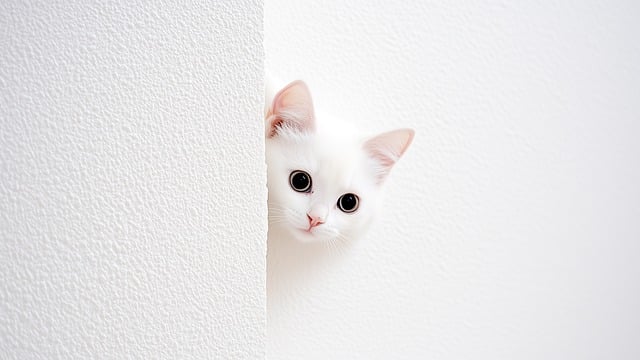 Witte Kat, Gluren, Achter De Muur