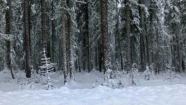 Free Snow Trees photo and picture
