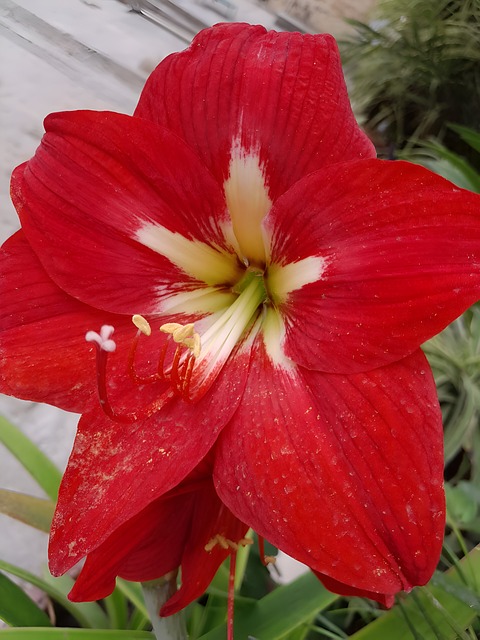 Rode Bloem, Bloem, Rood